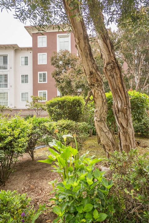 A tree in a garden in front of a building.