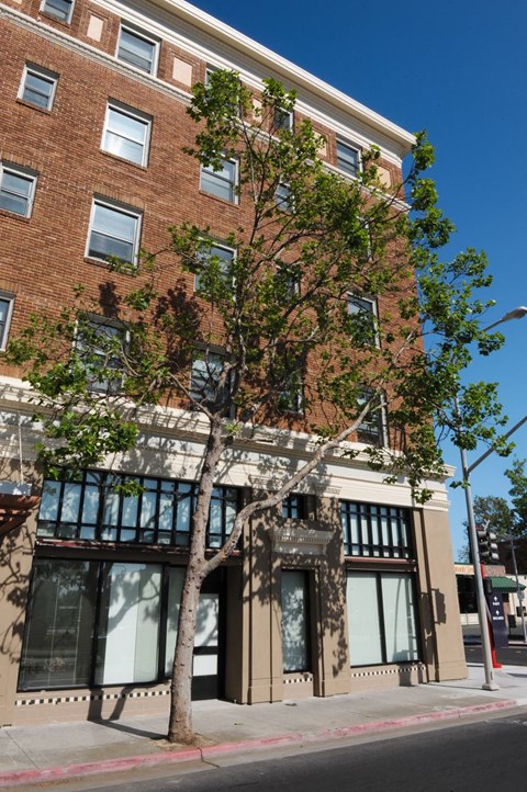A tree in front of a building with a red brick facade.