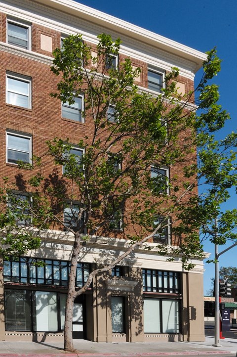 A tree in front of a red brick building with a clear blue sky in the background.