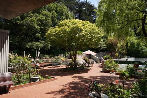 A garden with a bench and a tree with yellow flowers.