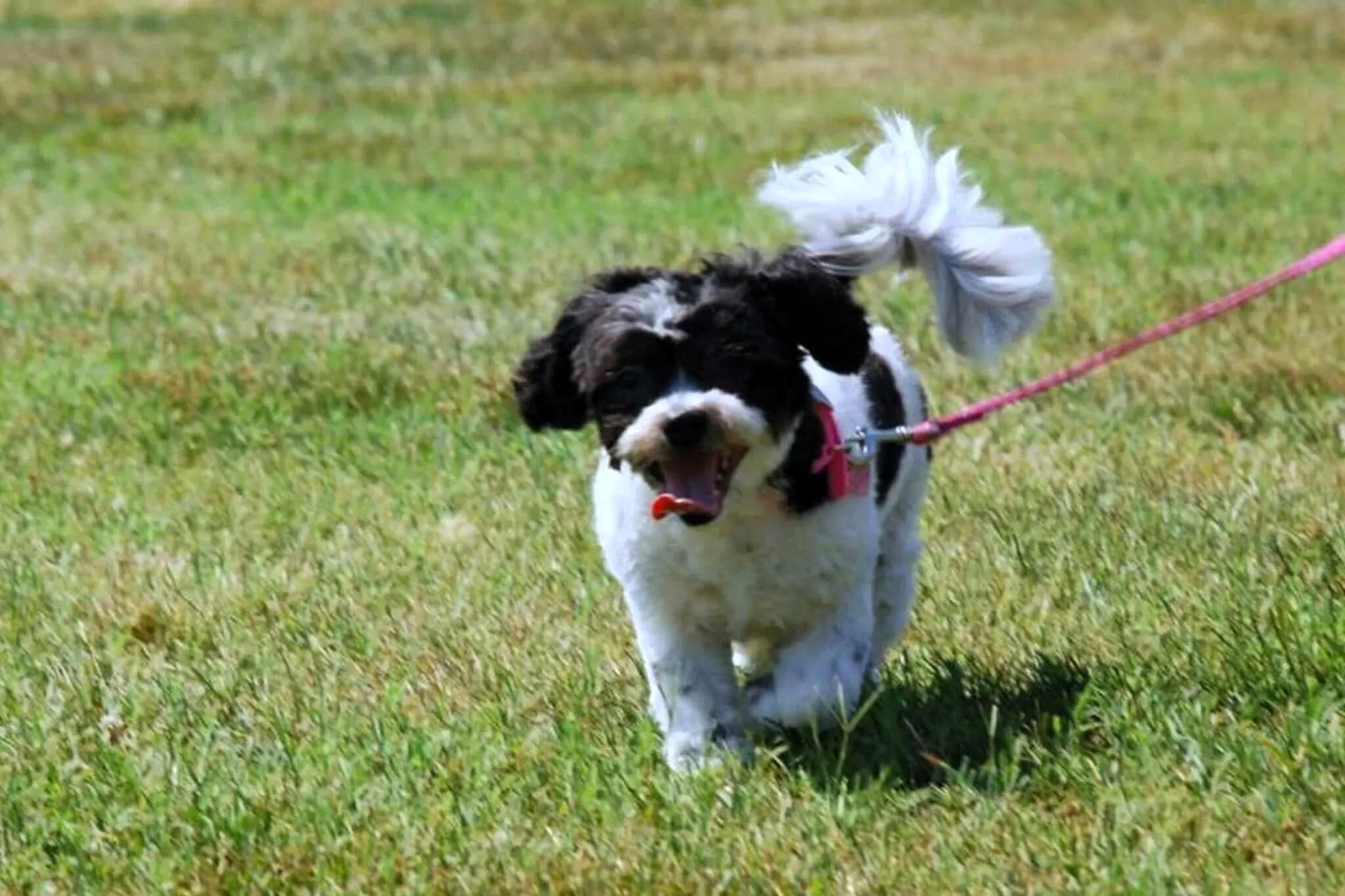 A black and white dog is running on a leash.