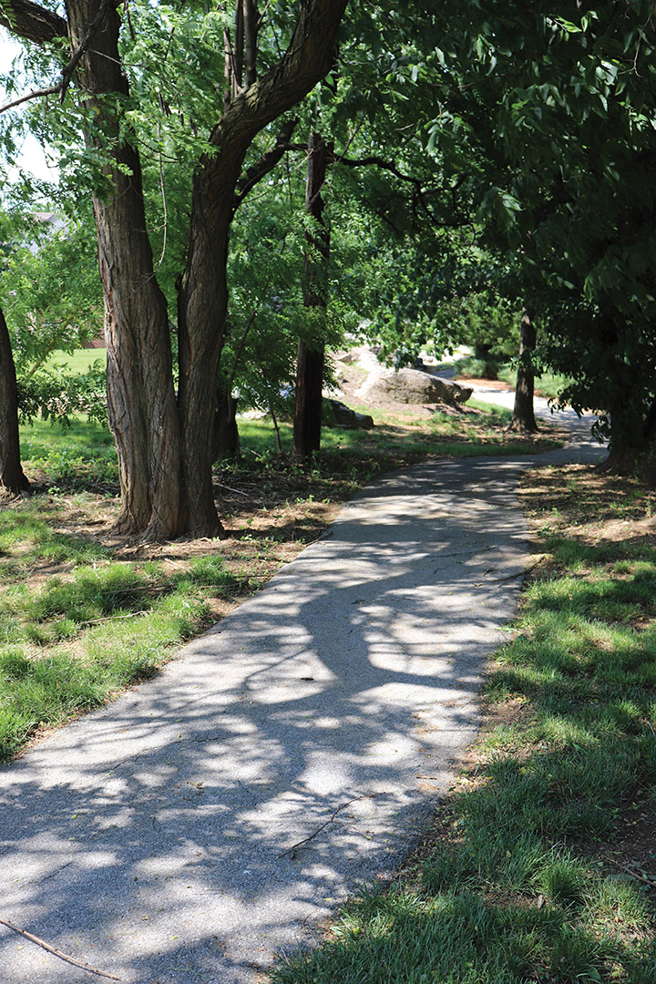 a path in a park with trees on both sides of it