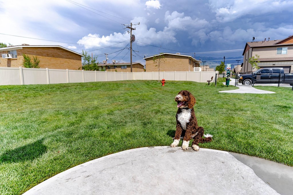 a dog sitting on a rock in a yard at Arcadia Townhomes, Roy Utah