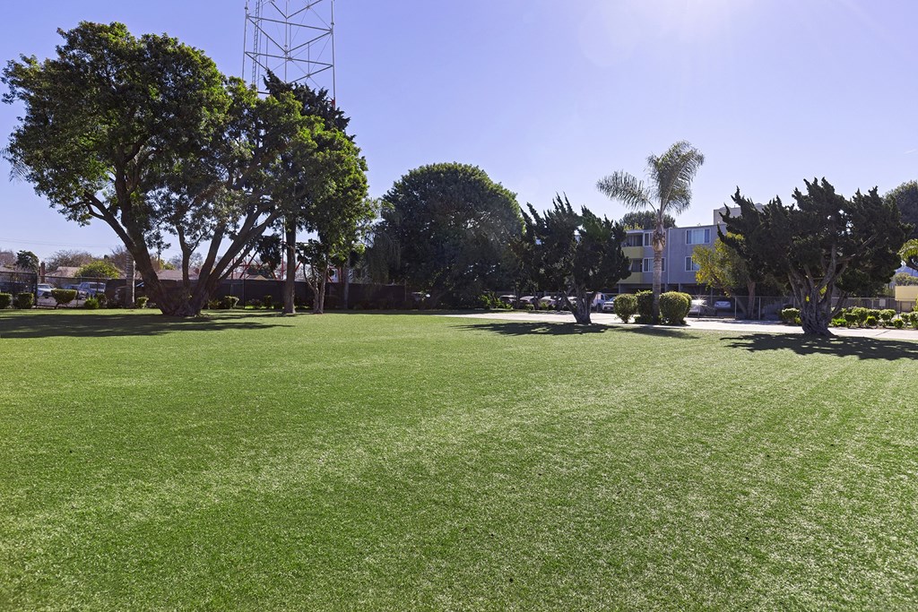 a large grassy area with trees and bushes