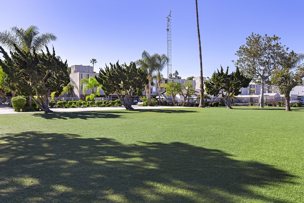 a grassy area with palm trees and buildings in the background