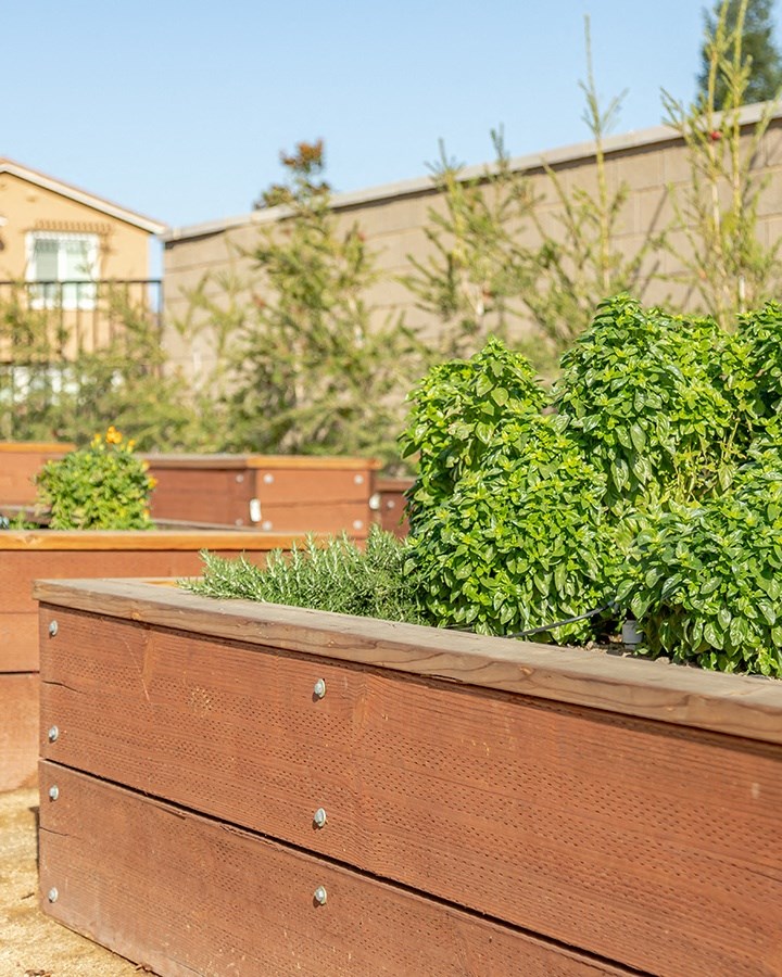 Community Garden l Hub Apartments