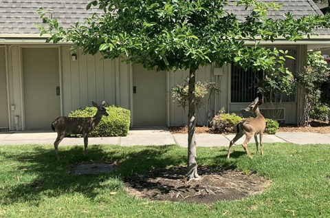 Courtyard Garden at OTAVON APARTMENTS, Novato
