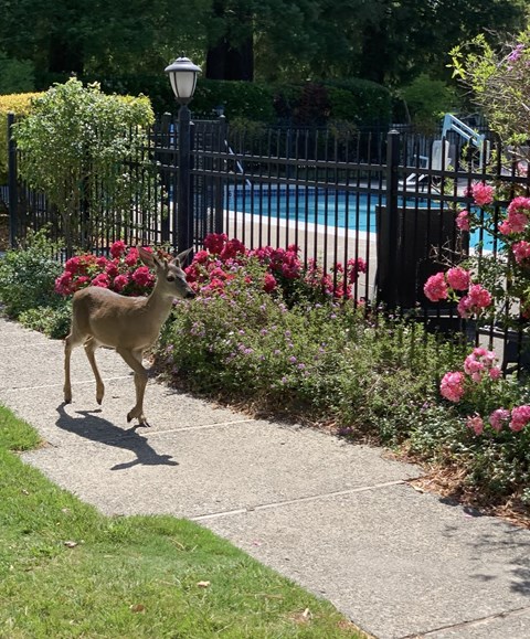 A deer is walking along a sidewalk in a garden.at OTAVON APARTMENTS, California, 94947