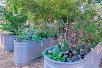a vegetable garden with galvanized steel planters at Webster Court Senior Apartments, Kent, 98032