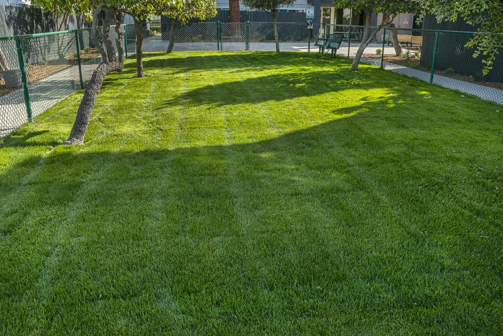 Large grass area at MIRACLE TERRACE Apartments, Anaheim, 92804