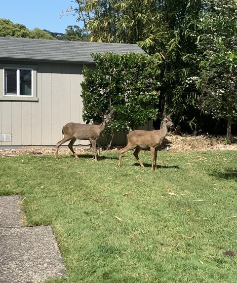 Two deer are walking in a grassy area near a house.at OTAVON APARTMENTS, Novato, CA 94947