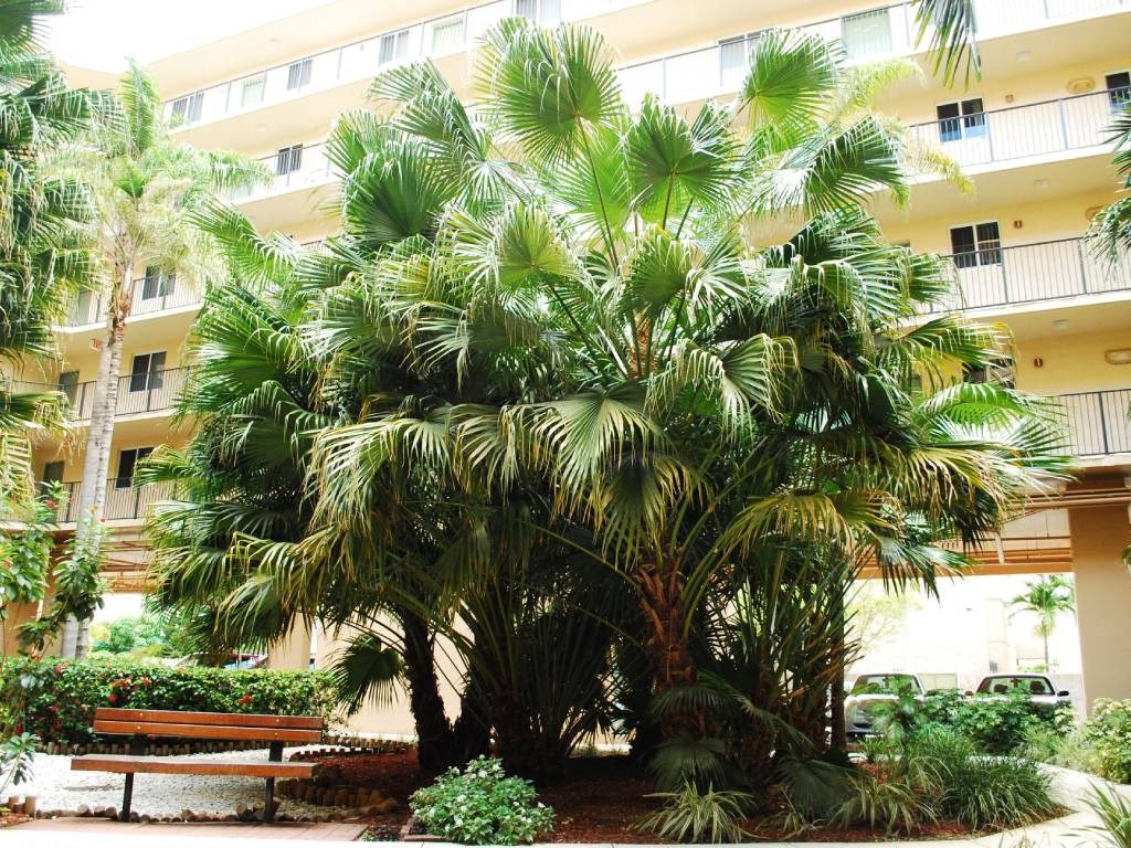 Greenery at Villa Hermosa, Miami, FL