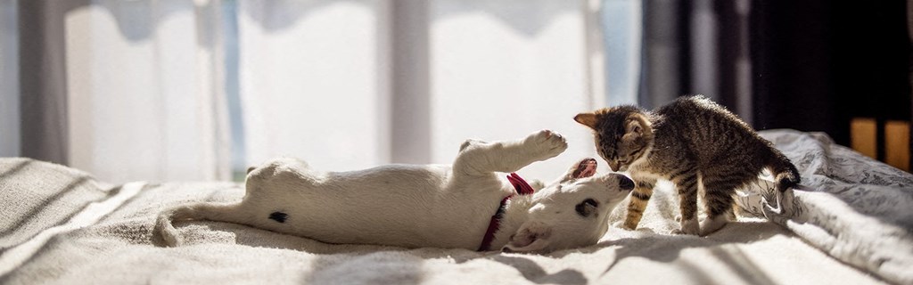 Dog Friendly Apartments in Vacaville, CA - Woman Playing with Pet Dog