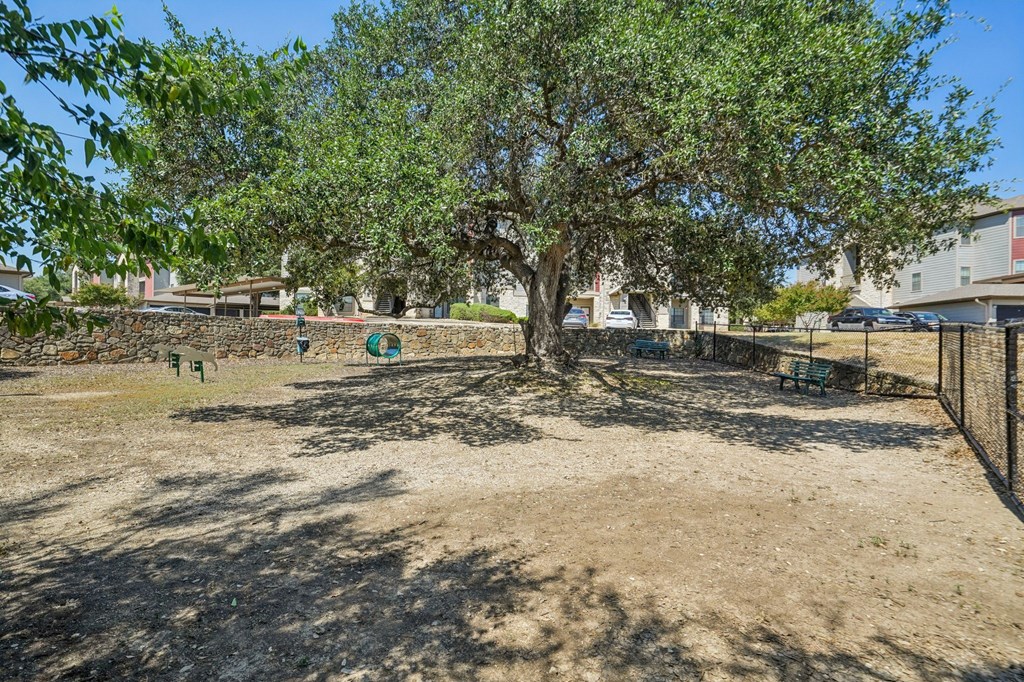 A tree in a field with a fence in the background.