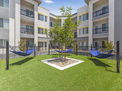 A tree in a courtyard surrounded by hammocks.