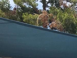 Apartments in Peoria AZ-Moxi Outdoor Lounge Surrounded by Lush Landscape and Shaded Seating and Picnic Tables