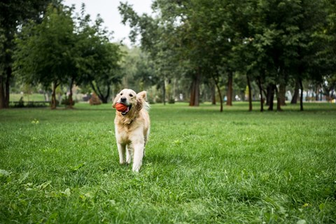 A dog is running with a ball in its mouth in a grassy field.