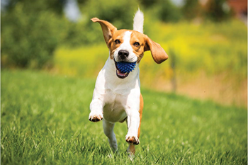 A dog is running on the grass with a blue ball in its mouth.