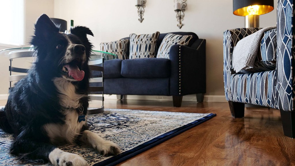 a dog laying on a rug in a living room