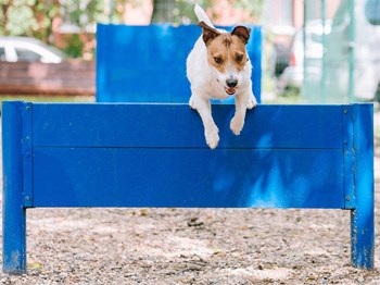 Pet-Friendly Apartments in Landover, MD with a Pet Park & Outdoor Play Space - Photo Gallery 6