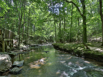 The Falls at Sope Creek Marietta Georgia photo of Scenic Nature Trail - Photo Gallery 26