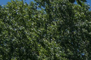 Plenty of green spaces - Photo Gallery 6