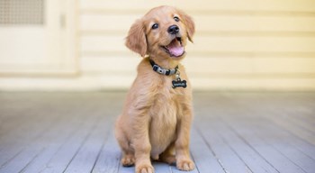 pet friendly - Photo Gallery 25