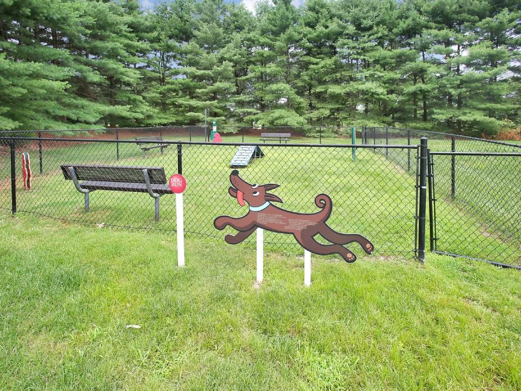 a dog that is standing in the grass