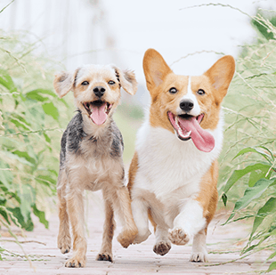 two dogs running on a dirt road