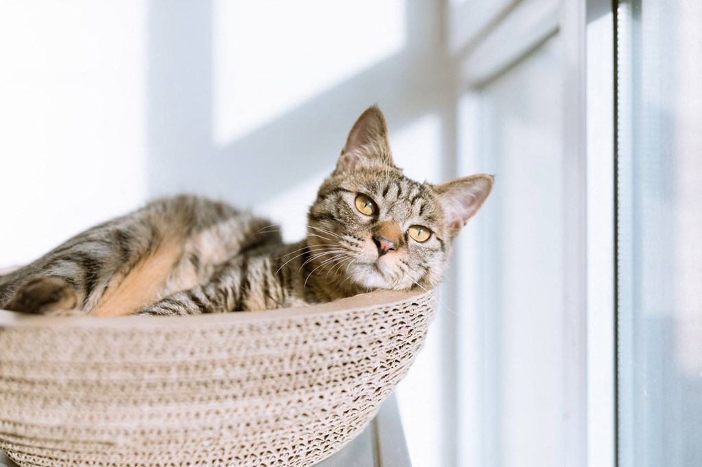a cat laying in a basket by a window