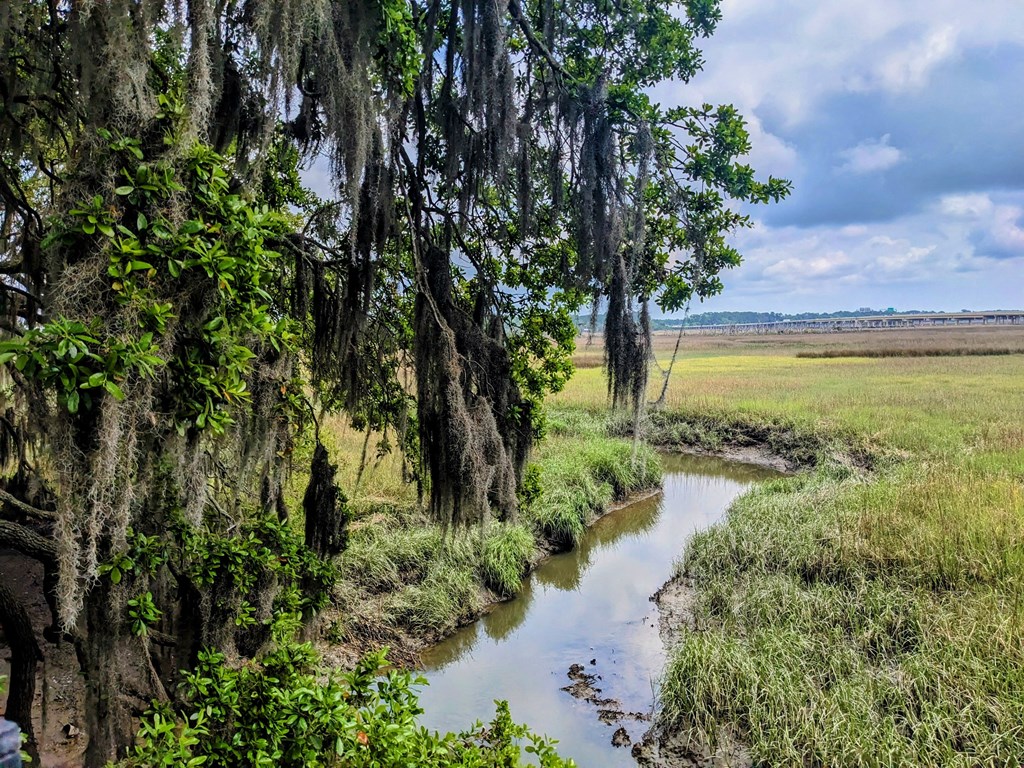 Marsh Cove Apartments in Savannah Georgia photo of a small stream flows through a marshy area with moss covered trees
