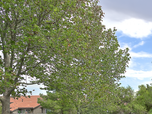 plenty of green spaces - Photo Gallery 2