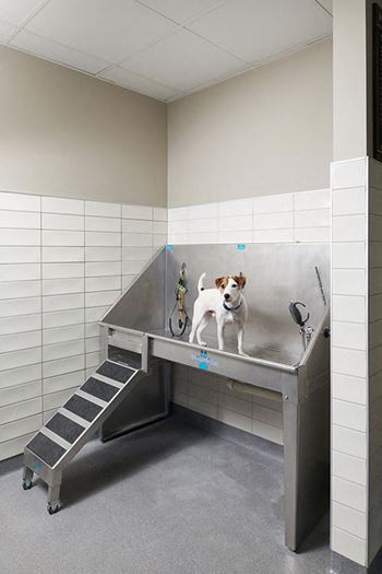 Pet dog washing station
