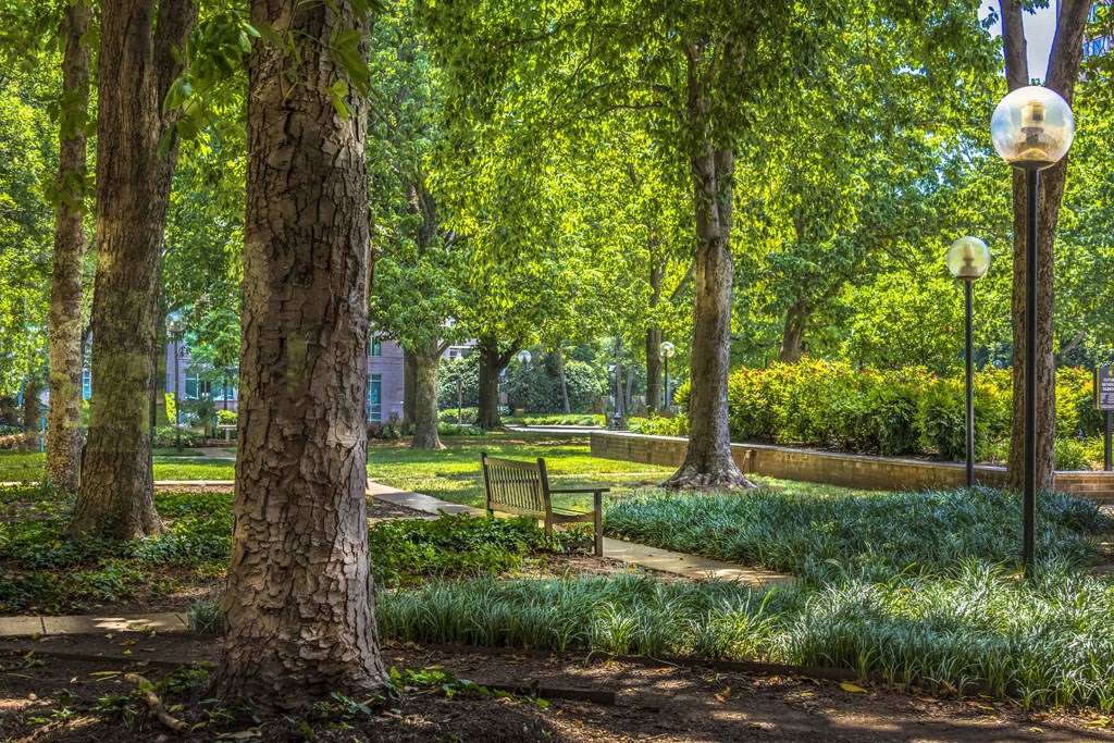 a park with trees and a bench