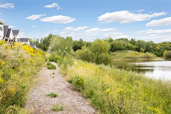 A gravel path leads through a field of yellow flowers to a body of water.