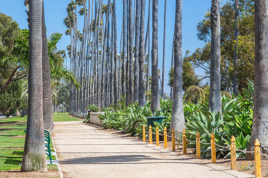 a path lined with palm trees in a park