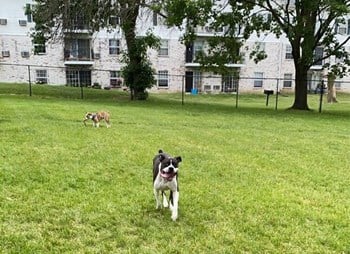 pet friendly apartments in FItchburg WI - Photo Gallery 4