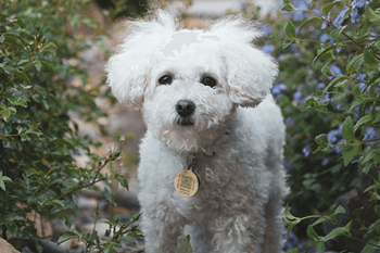A white dog with a tag on its collar is standing in front of some greenery.