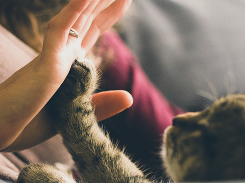 a person is petting a cat with her hand