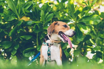 Apartments in Wilmington Pet Friendly Apartments in Wilmington Pet Friendly - Photo Gallery 4