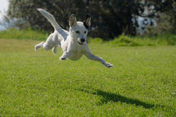 Dog Park