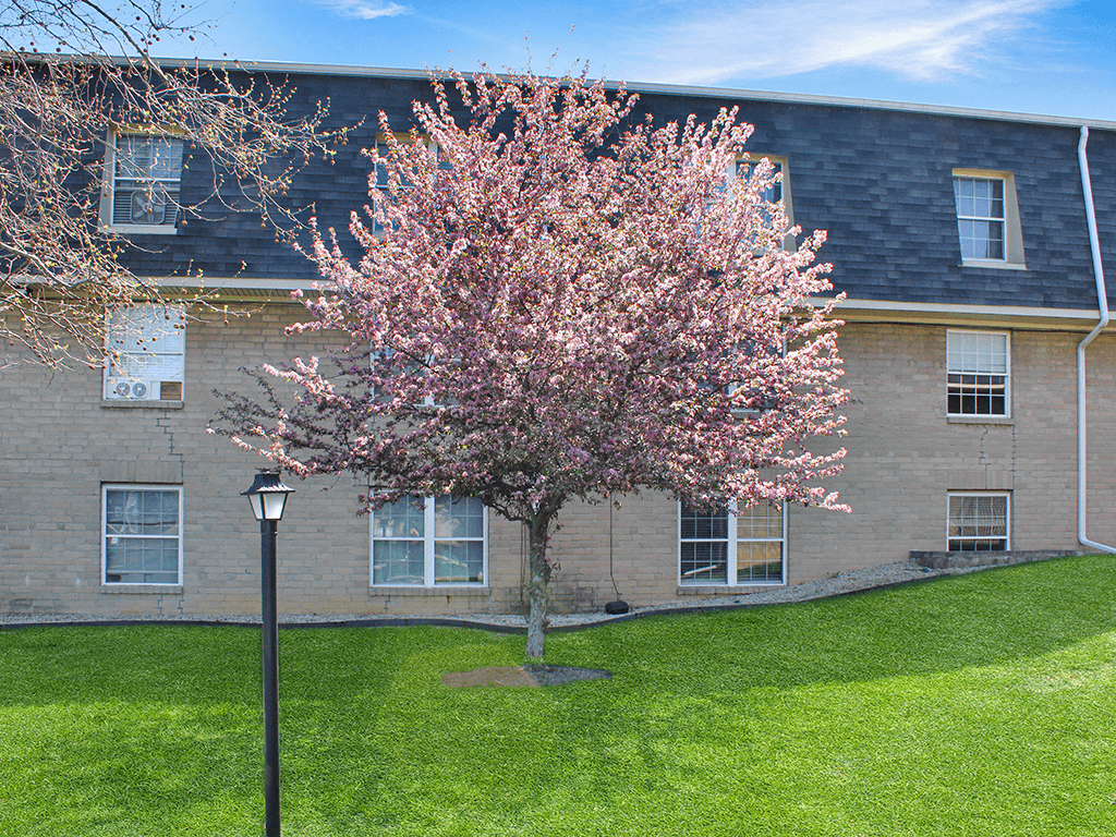 A tree with pink blossoms by brick apartment building