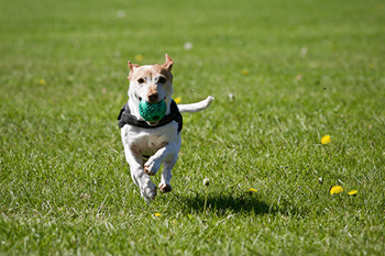 Dog park at Emerald Creek Apartments in Traverse City MI