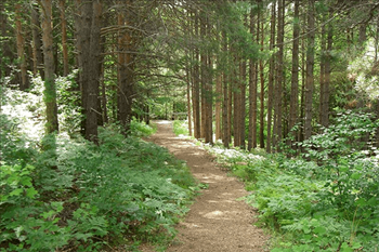 a path through the woods
