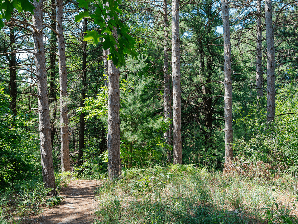 a dirt trail through a wooded area