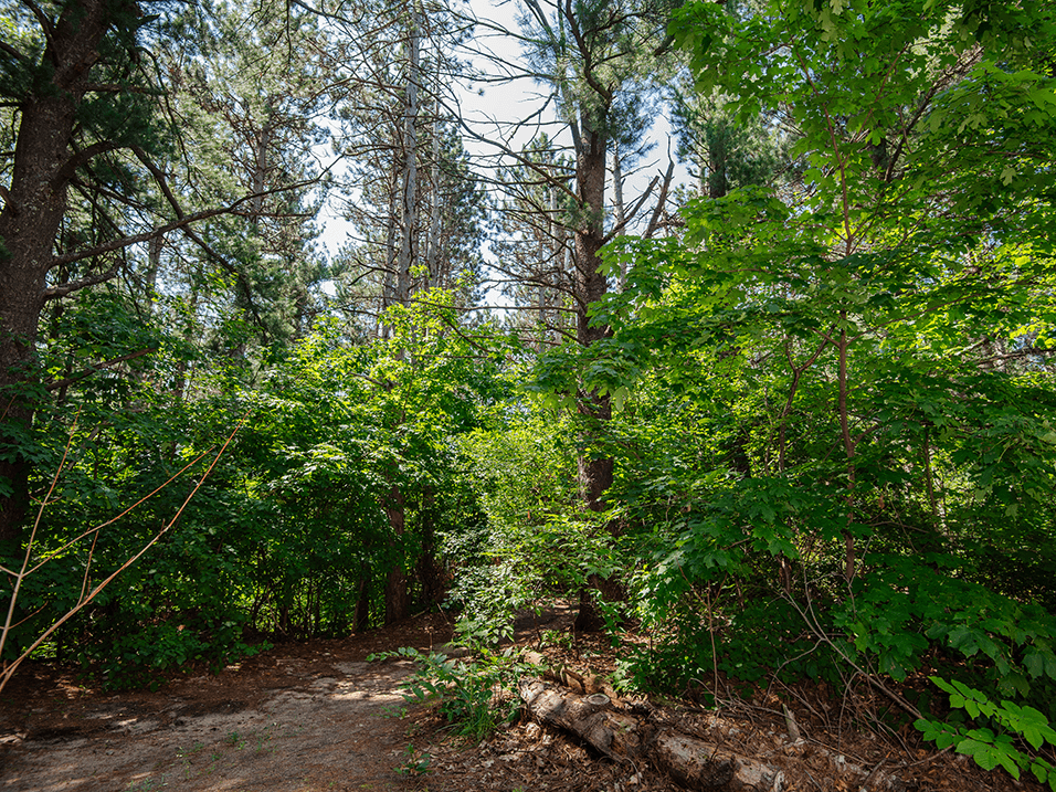 a trail through the woods