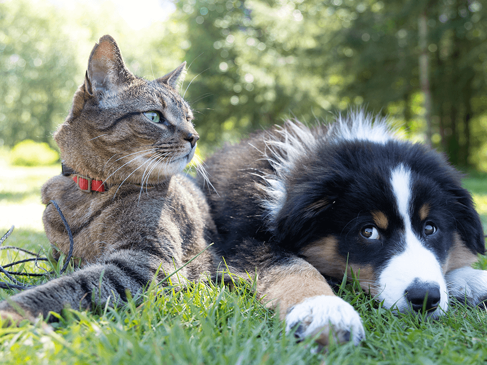 a cat and a dog laying in the grass