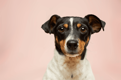 A dog with black, white and brown fur is looking at the camera.