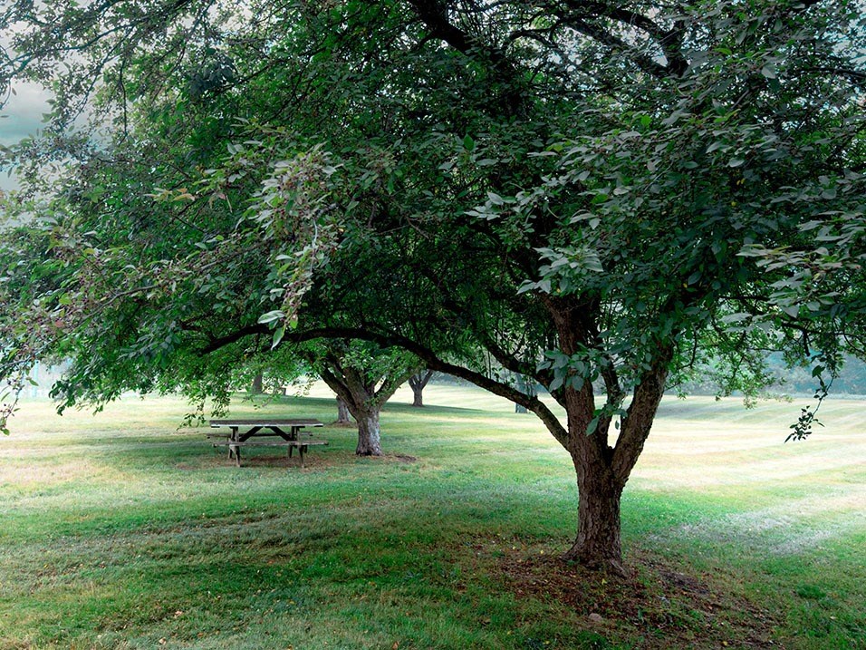 picnic table in a grassy field with trees
