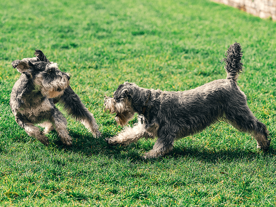 dogs running in dog park